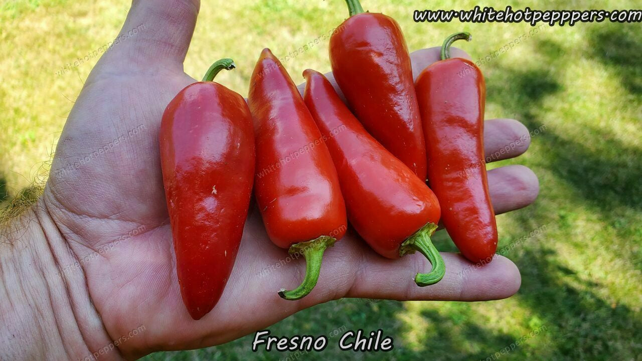 Fresno Chile - Pepper Seeds - White Hot Peppers