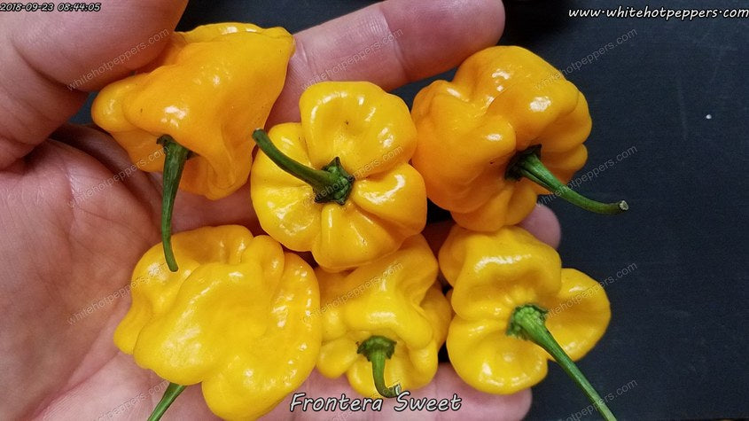 Frontera Sweet - Pepper Seeds - White Hot Peppers