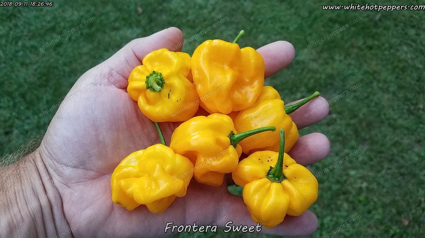 Frontera Sweet - Pepper Seeds - White Hot Peppers
