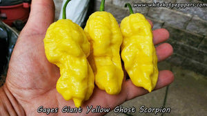 Gage's Giant Ghost Scorpion - Pepper Seeds - White Hot Peppers