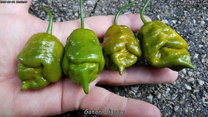 Gator Jigsaw - Pepper Seeds - White Hot Peppers