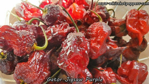 Gator Jigsaw Purple - Pepper Seeds - White Hot Peppers