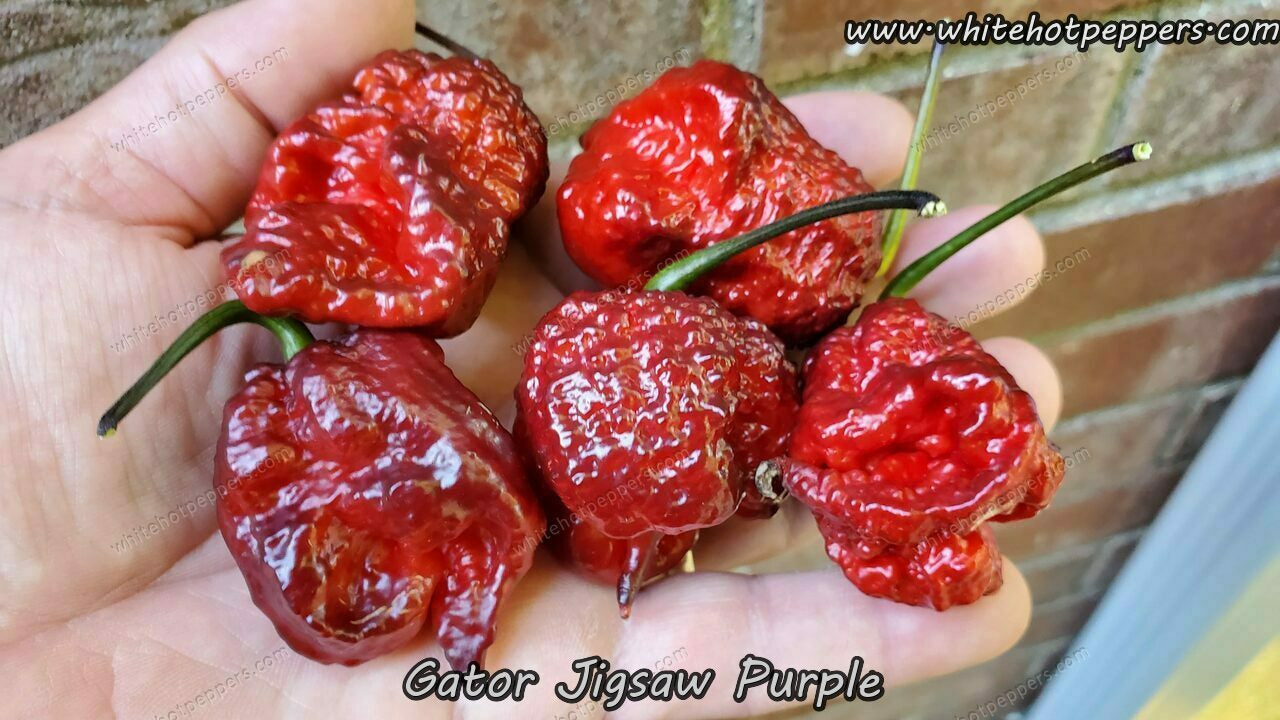 Gator Jigsaw Purple - Pepper Seeds - White Hot Peppers