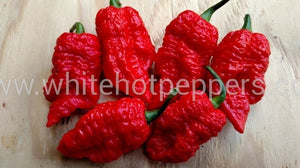 Genghis Kahn's Brain - Pepper Seeds - White Hot Peppers