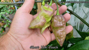 Ghost Yaki Peach - Pepper Seeds - White Hot Peppers