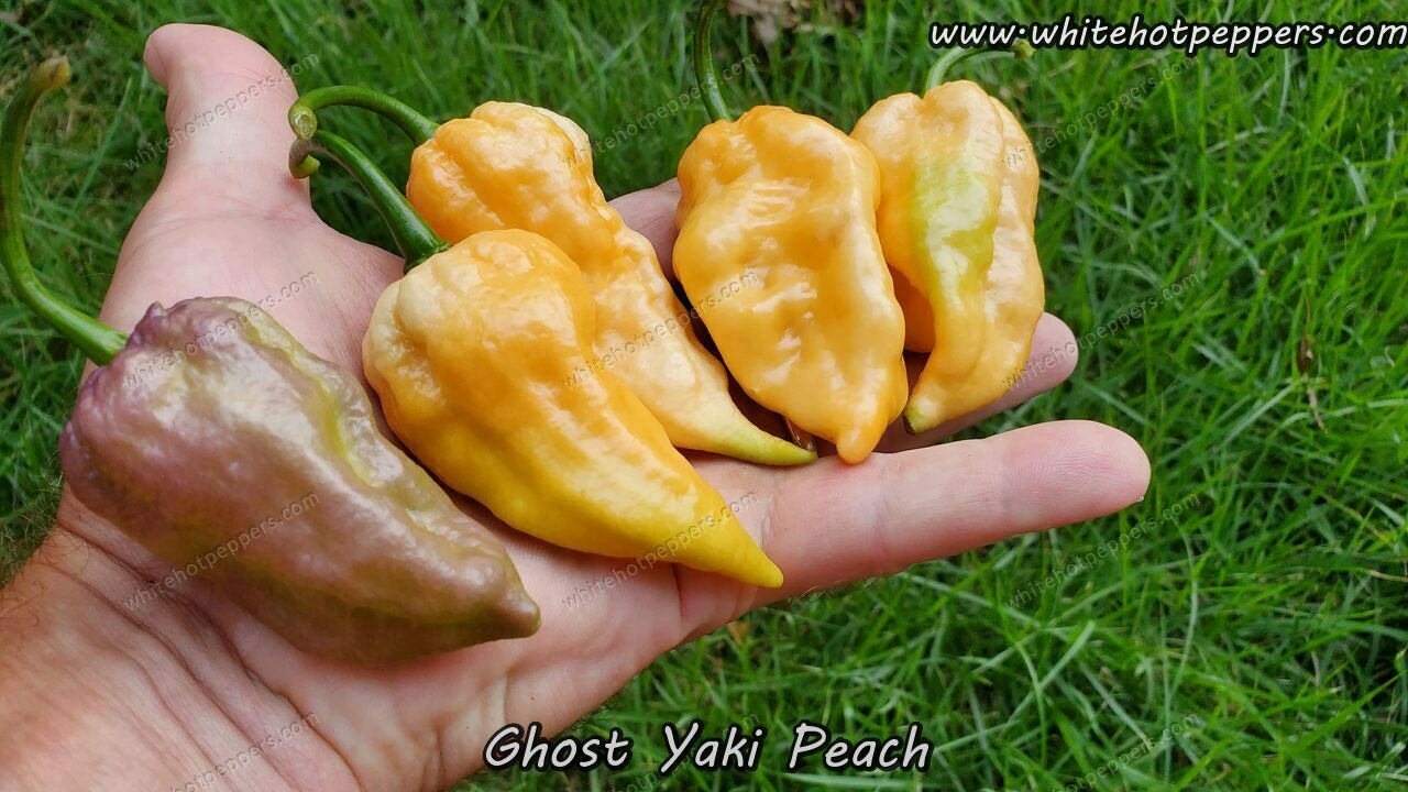 Ghost Yaki Peach - Pepper Seeds - White Hot Peppers