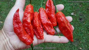 Ghostly Jalapeno - Pepper Seeds - White Hot Peppers
