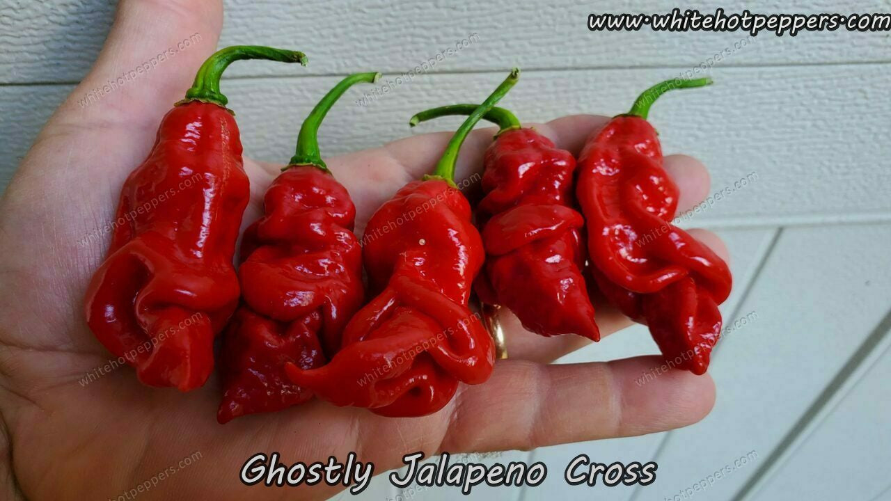Ghostly Jalapeno Cross White Hot Peppers LLC
