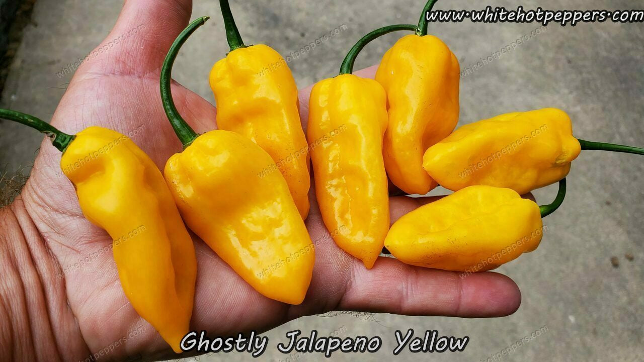 Ghostly Jalapeno Cross (Yellow) - Pepper Seeds - White Hot Peppers
