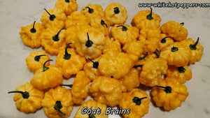 Goat Brains - Pepper Seeds - White Hot Peppers