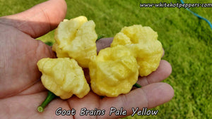 Goat Brains (Pale Yellow) - Pepper Seeds - White Hot Peppers