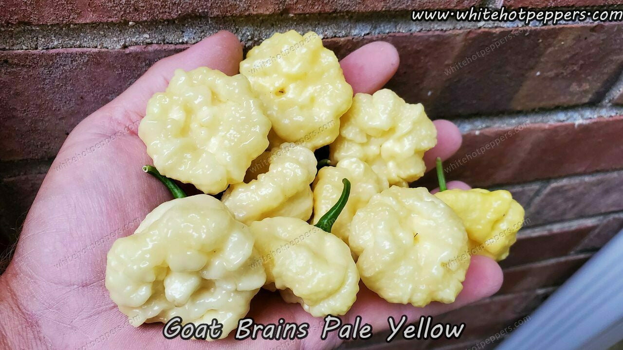 Goat Brains (Pale Yellow) - Pepper Seeds - White Hot Peppers