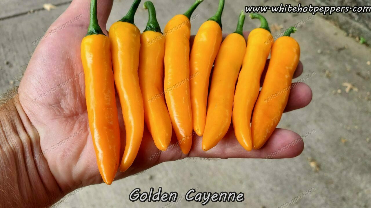 Golden Cayenne - Pepper Seeds - White Hot Peppers
