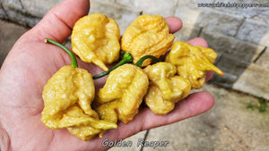 Golden Reaper - Pepper Seeds - White Hot Peppers