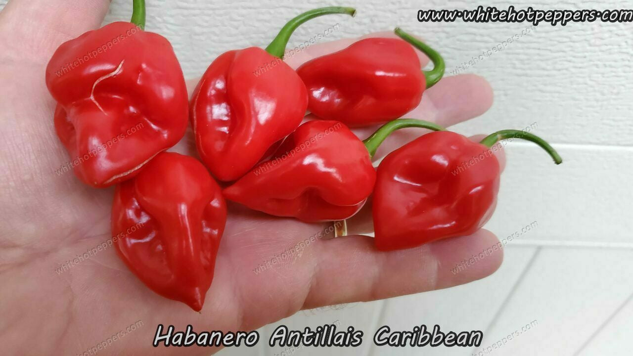 Habanero Antillais Caribbean - Pepper Seeds - White Hot Peppers
