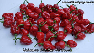 Habanero Antillais Caribbean - Pepper Seeds - White Hot Peppers