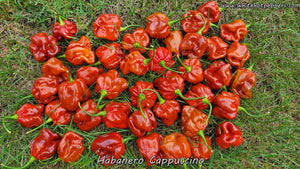 Habanero Cappuccino - Pepper Seeds - White Hot Peppers