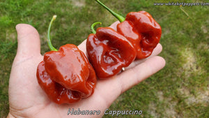 Habanero Cappuccino - Pepper Seeds - White Hot Peppers