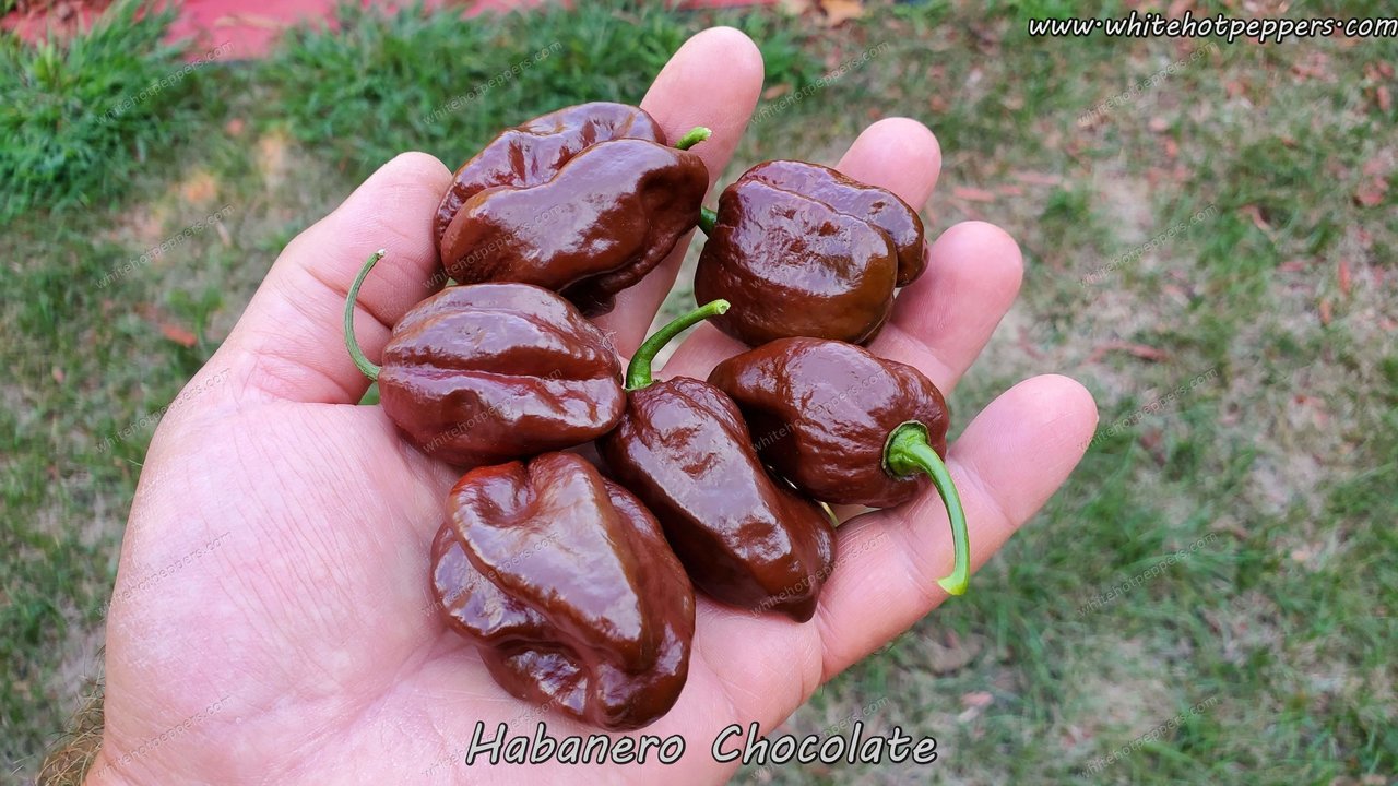 Seeds Of CHOCOLATE HABANERO PEPPER - The Original Garden