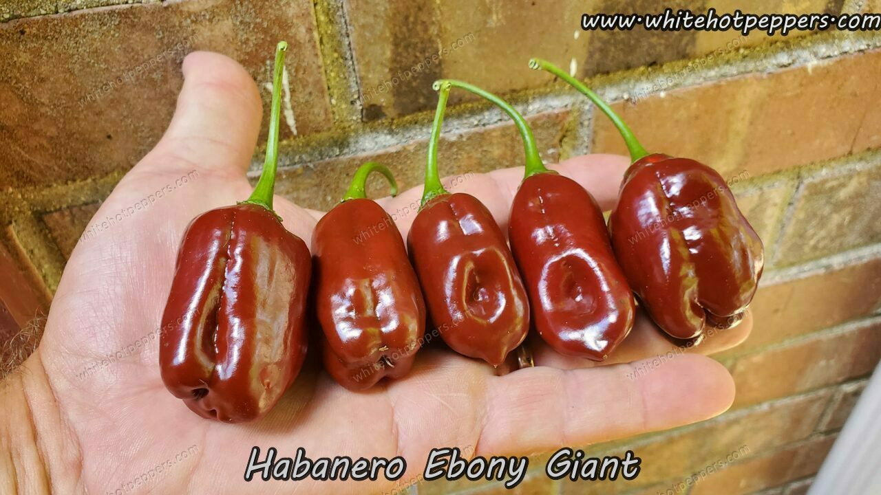 Habanero Ebony Giant - Pepper Seeds - White Hot Peppers