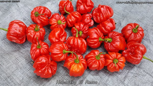 Habanero El Remo - Pepper Seeds - White Hot Peppers