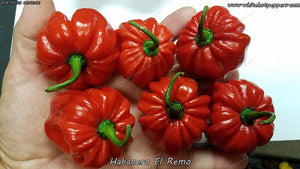 Habanero El Remo - Pepper Seeds - White Hot Peppers