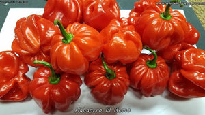 Habanero El Remo - Pepper Seeds - White Hot Peppers