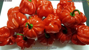 Habanero El Remo - Pepper Seeds - White Hot Peppers