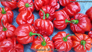 Habanero El Remo - Pepper Seeds - White Hot Peppers
