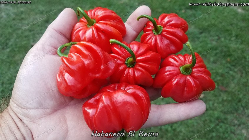 Habanero El Remo - Pepper Seeds - White Hot Peppers