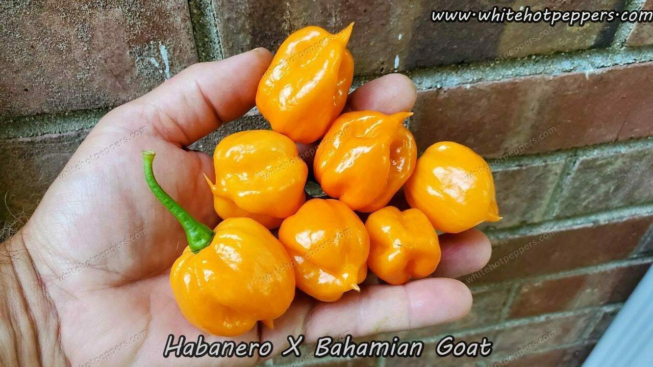 Habanero x Bahamian Goat - Pepper Seeds - White Hot Peppers