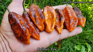 Hallow's Eve - Pepper Seeds - White Hot Peppers