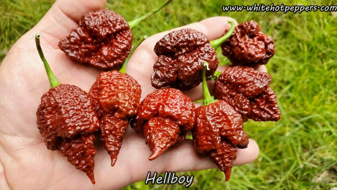 Hellboy - Pepper Seeds - White Hot Peppers