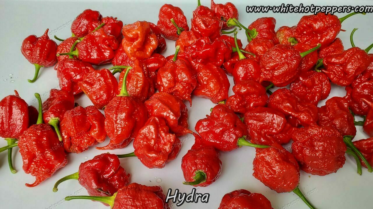 Hydra - Pepper Seeds - White Hot Peppers