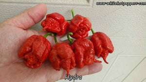 Hydra - Pepper Seeds - White Hot Peppers