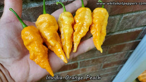 Invidia Orange-Peach - Pepper Seeds - White Hot Peppers