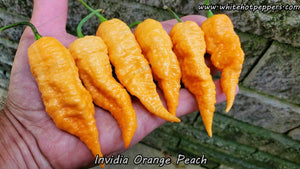 Invidia Orange-Peach - Pepper Seeds - White Hot Peppers