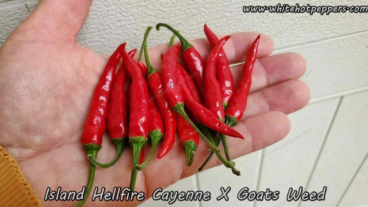 Hellfire Weed - Pepper Seeds - White Hot Peppers