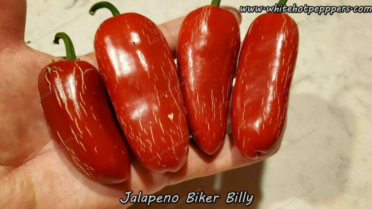 Jalapeño Biker Billy - Pepper Seeds - White Hot Peppers