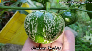 Jalapeño Dieghito - Pepper Seeds - White Hot Peppers