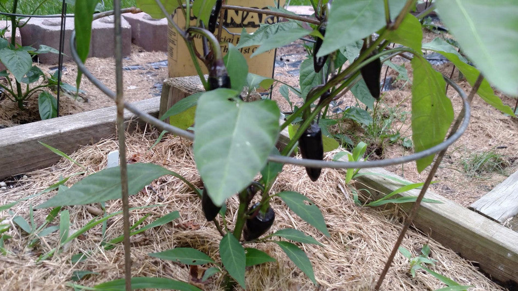 Jalapeno Purple - Pepper Seeds - White Hot Peppers