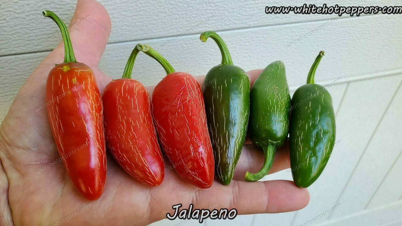Jalapeño - Pepper Seeds - White Hot Peppers