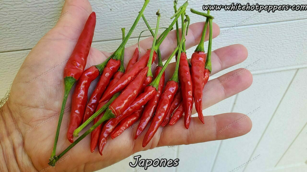 Japones - Pepper Seeds - White Hot Peppers