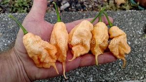 Jay's Peach Ghost Scorpion - Pepper Seeds - White Hot Peppers
