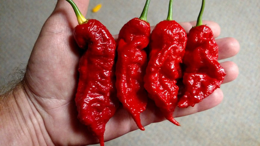 Jay's Red Ghost Scorpion - Pepper Seeds - White Hot Peppers