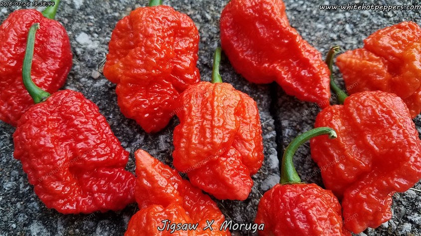 Jigsaw x Moruga - Pepper Seeds - White Hot Peppers