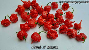 Jonah x Morich - Pepper Seeds - White Hot Peppers