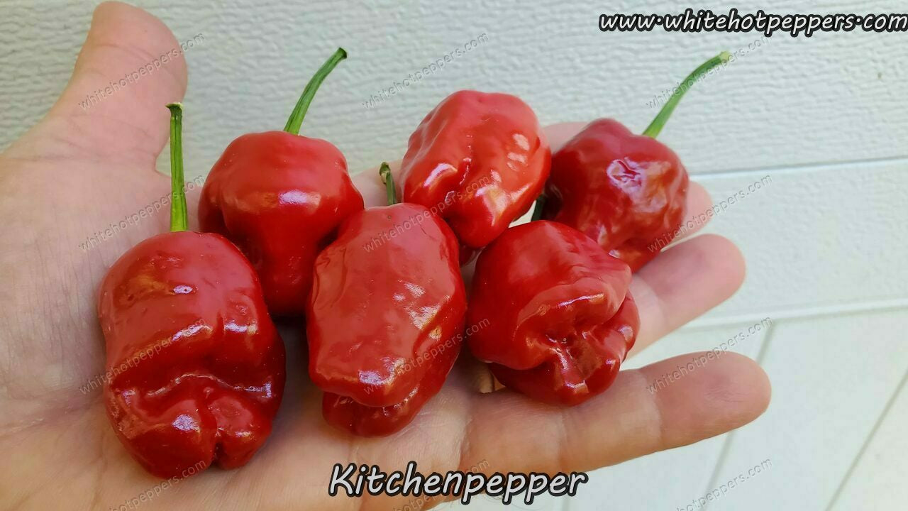 KitchenPepper - Pepper Seeds - White Hot Peppers