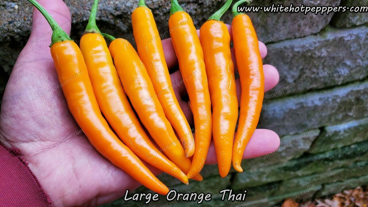 Large Orange Thai - Pepper Seeds - White Hot Peppers