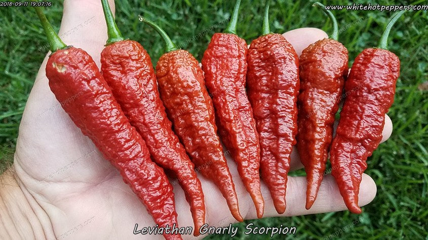 Leviathan Gnarly Scorpion - Pepper Seeds - White Hot Peppers